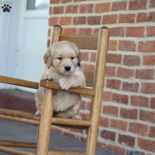 Texas, Golden Retriever Puppy